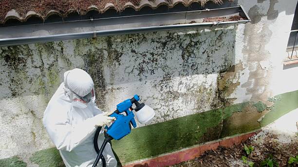 Trusted Black Mold Removal service in Belmont, VA - Cheap Mold Removal
